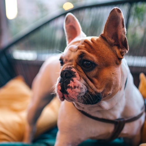 Pet-friendly apartments at Fitzroy in Clarendon, VA